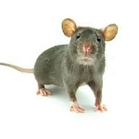 Ratón Común