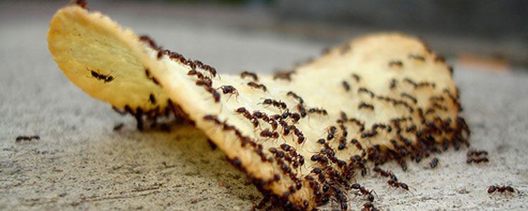Eliminar hormigas en casa