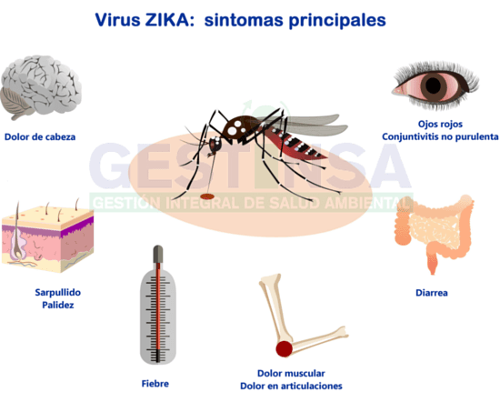 Lo que debemos saber sobre el virus zika