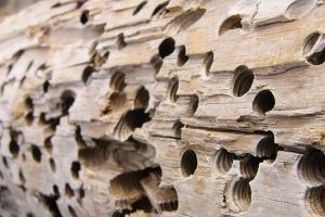 Cómo saber si una madera tiene termitas | GESTINSA