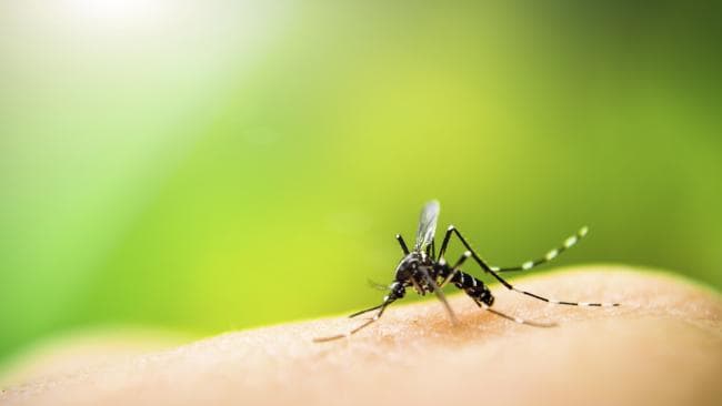 plaga mosquito Tigre en la Comunidad de Madrid